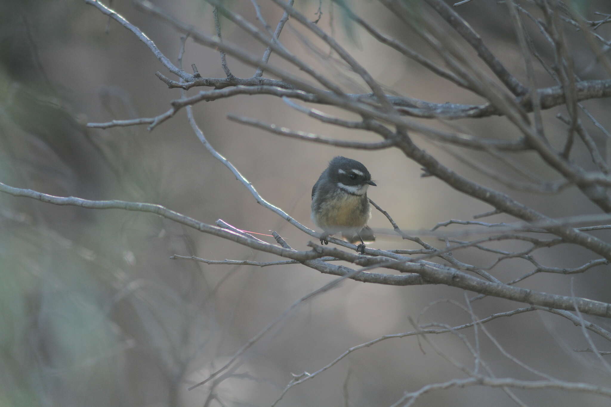 Image of Rhipidura albiscapa preissi Cabanis 1851