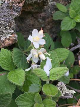 Image of fivepetal cliffbush