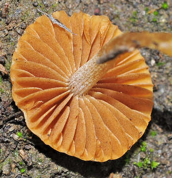 Image of Hawthorn twiglet