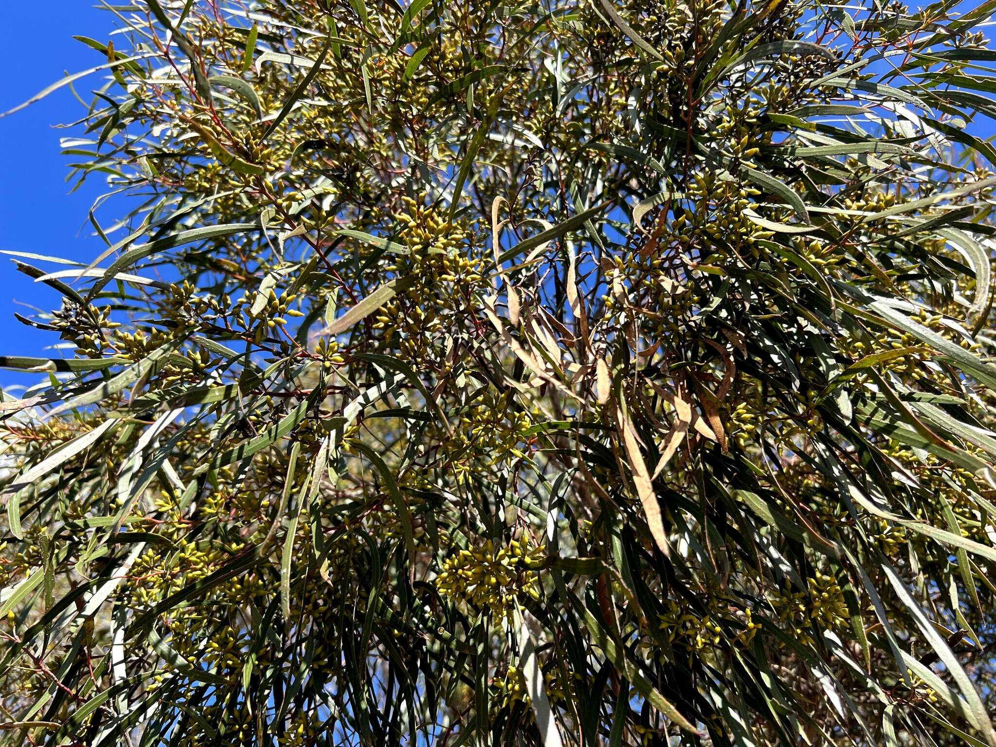 Image of Green mallee