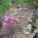 Imagem de Brunsvigia natalensis Baker