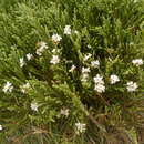 Sivun Veronica hectorii subsp. coarctata (Cheesem.) Garn.-Jones kuva
