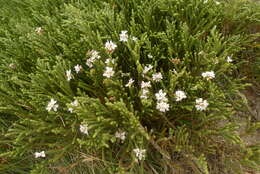 Sivun Veronica hectorii subsp. coarctata (Cheesem.) Garn.-Jones kuva