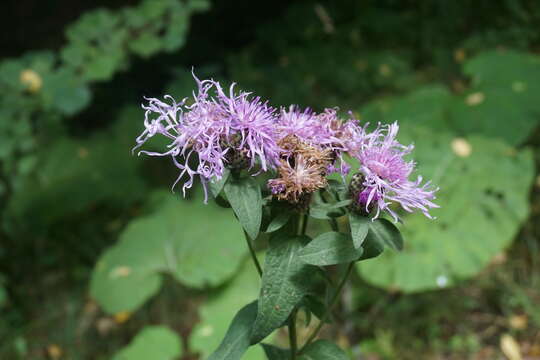 Image of Centaurea phrygia subsp. abbreviata (C. Koch) Dostál