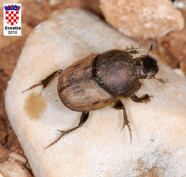 Image of Onthophagus (Palaeonthophagus) lemur (Fabricius 1781)