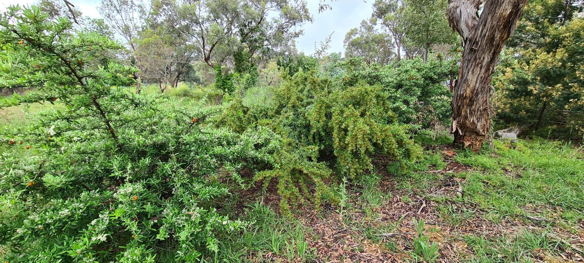 Image of Pyracantha Roem.