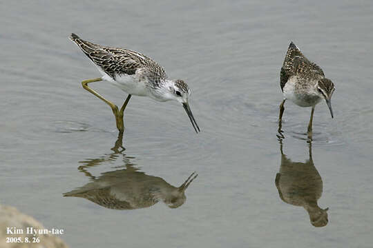 Image of Wood Sandpiper