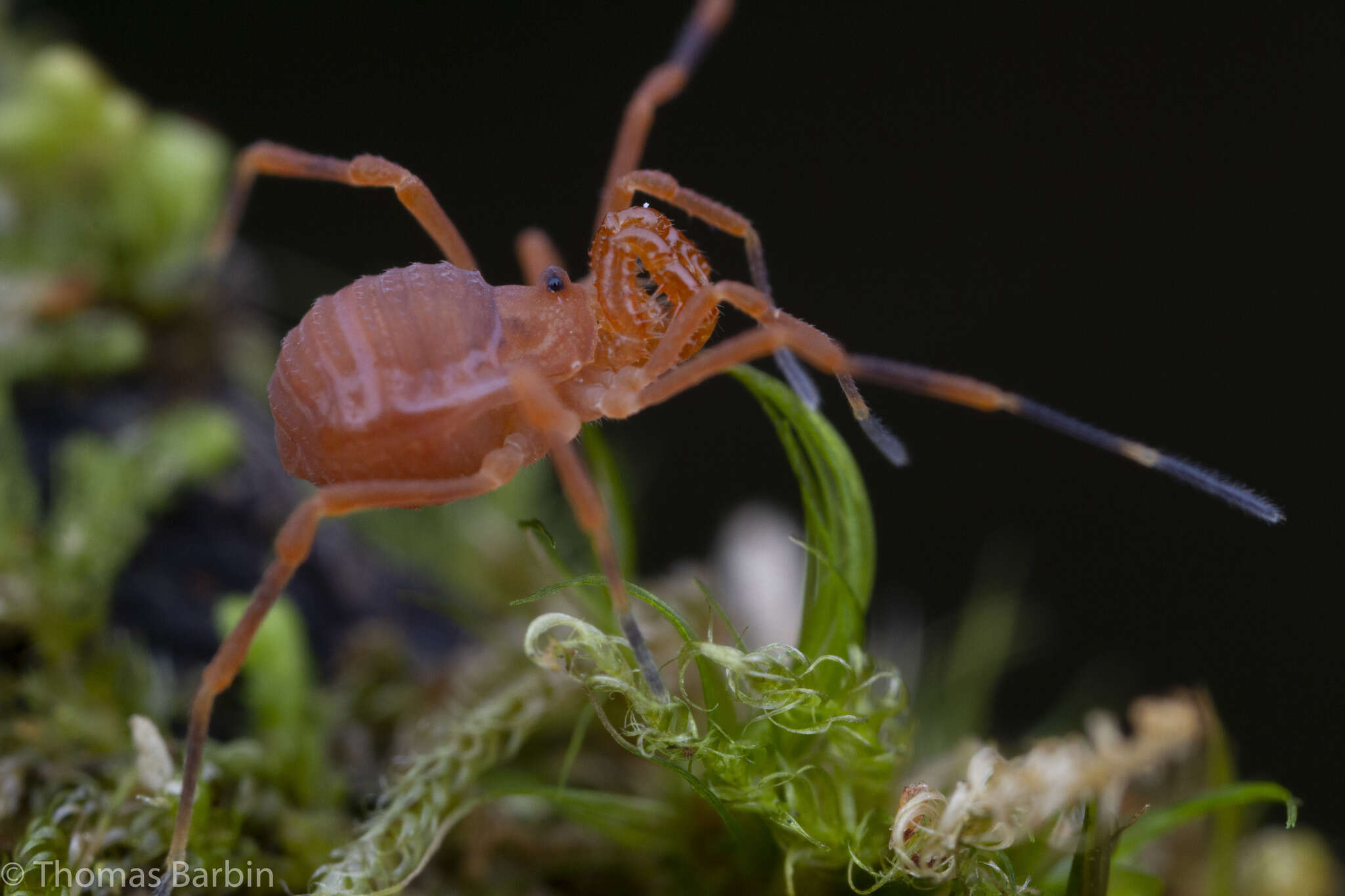 Image of Sclerobunus nondimorphicus Briggs 1971