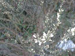 Image of white spanishbroom