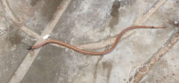 Image of Dumeril's Diadem Snake