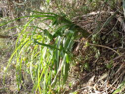 Image of Albuca batteniana Hilliard & B. L. Burtt