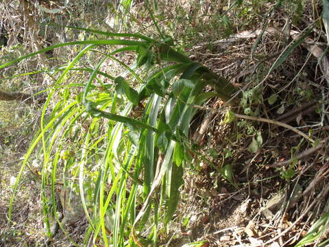 Image de Albuca batteniana Hilliard & B. L. Burtt