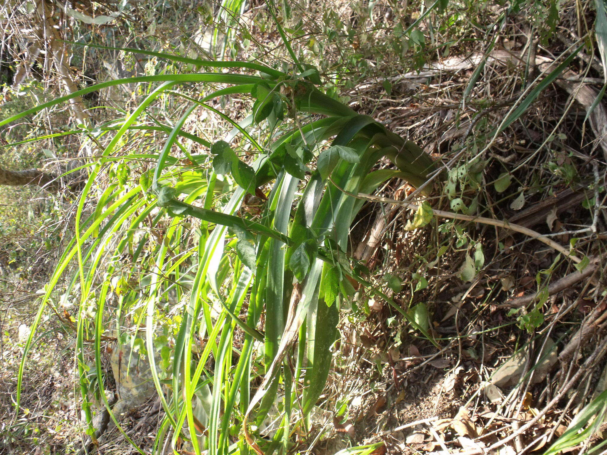 Image of Albuca batteniana Hilliard & B. L. Burtt