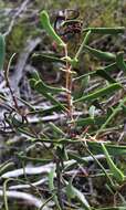 Image of Acacia farinosa Lindl.