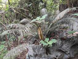 Image of Cycad