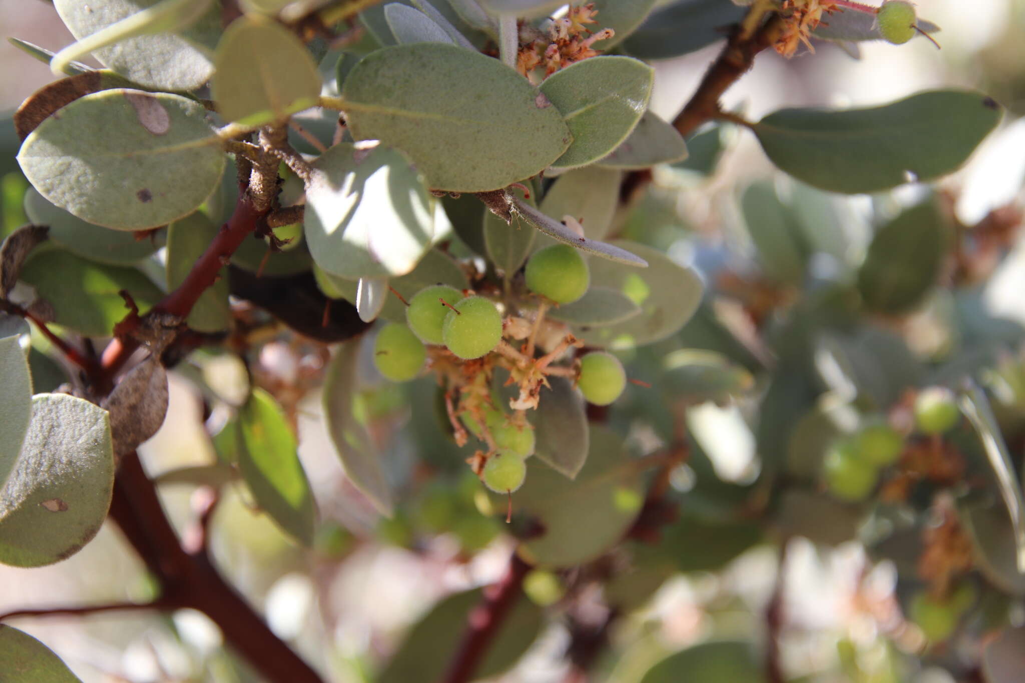 Image of Arctostaphylos glandulosa subsp. cushingiana (Eastw.) J. E. Keeley, M. C. Vasey & V. T. Parker