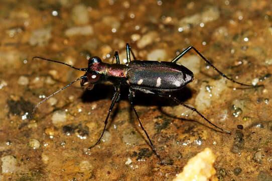 Image of Cylindera (Ifasina) decolorata (W. Horn 1907)