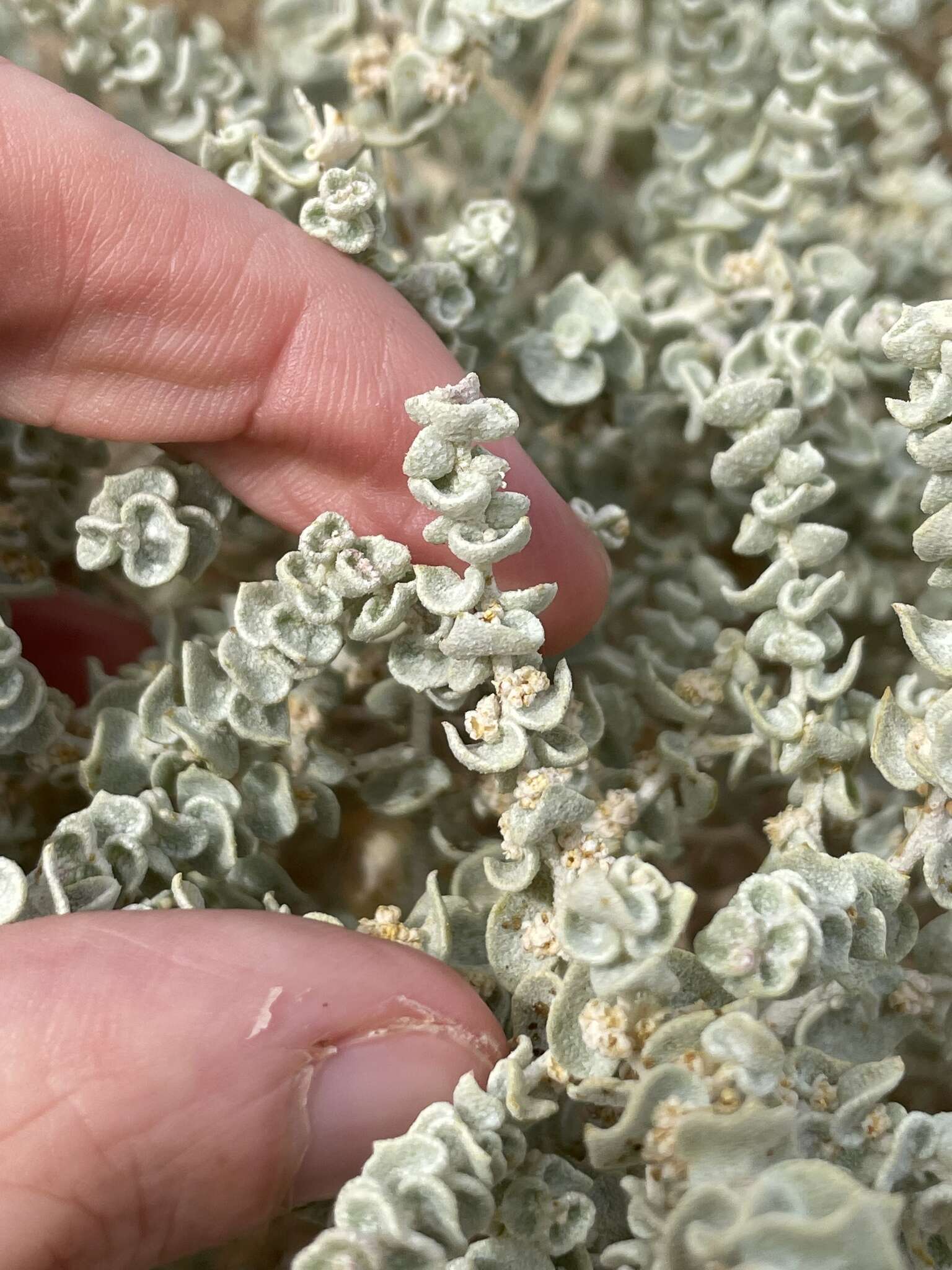 Image of Parry's Saltbush