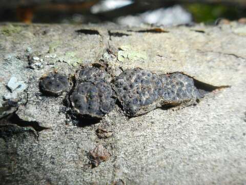 Image of Entoleuca mammata (Wahlenb.) J. D. Rogers & Y. M. Ju 1996