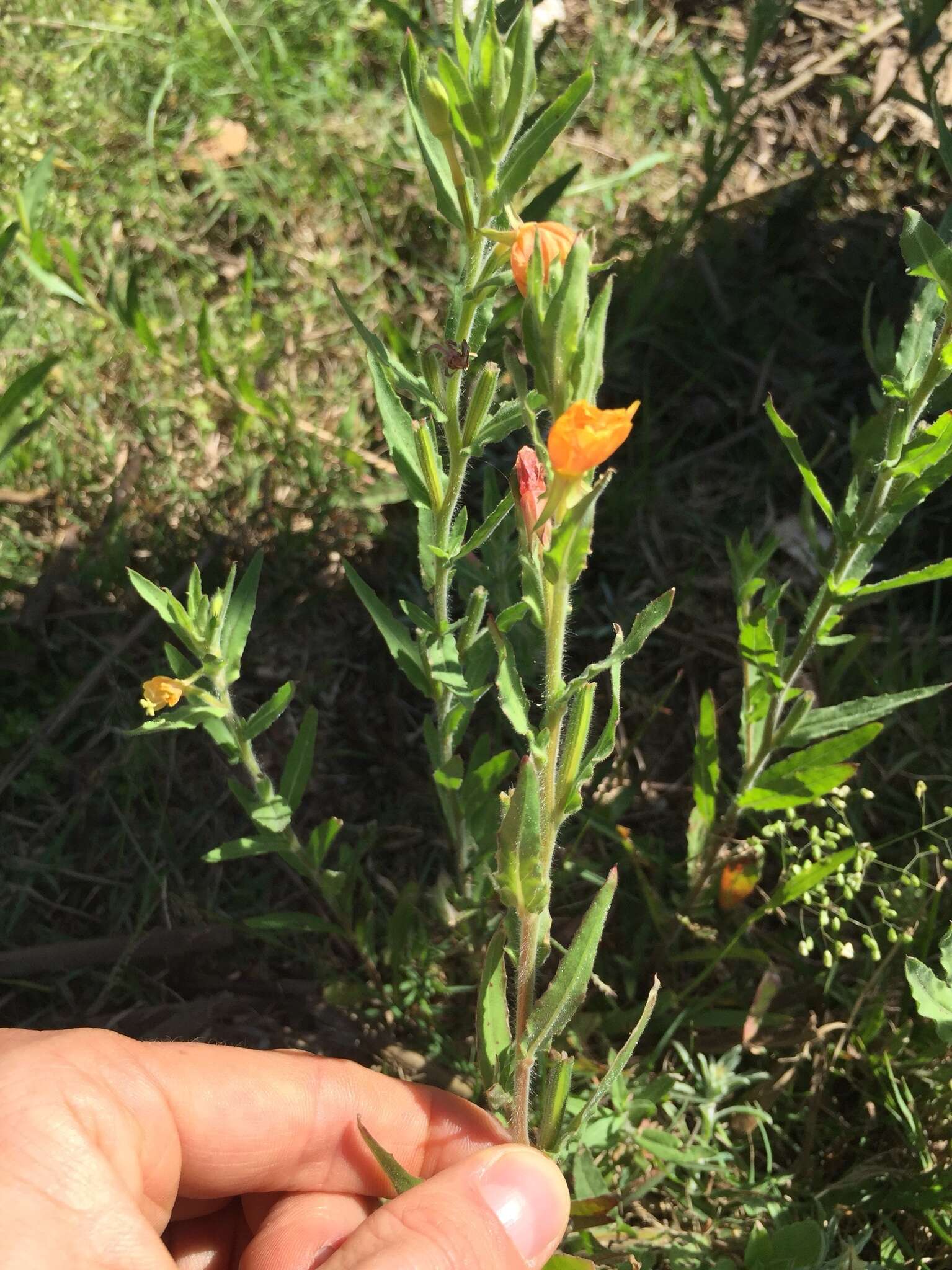 Plancia ëd Oenothera indecora Camb.