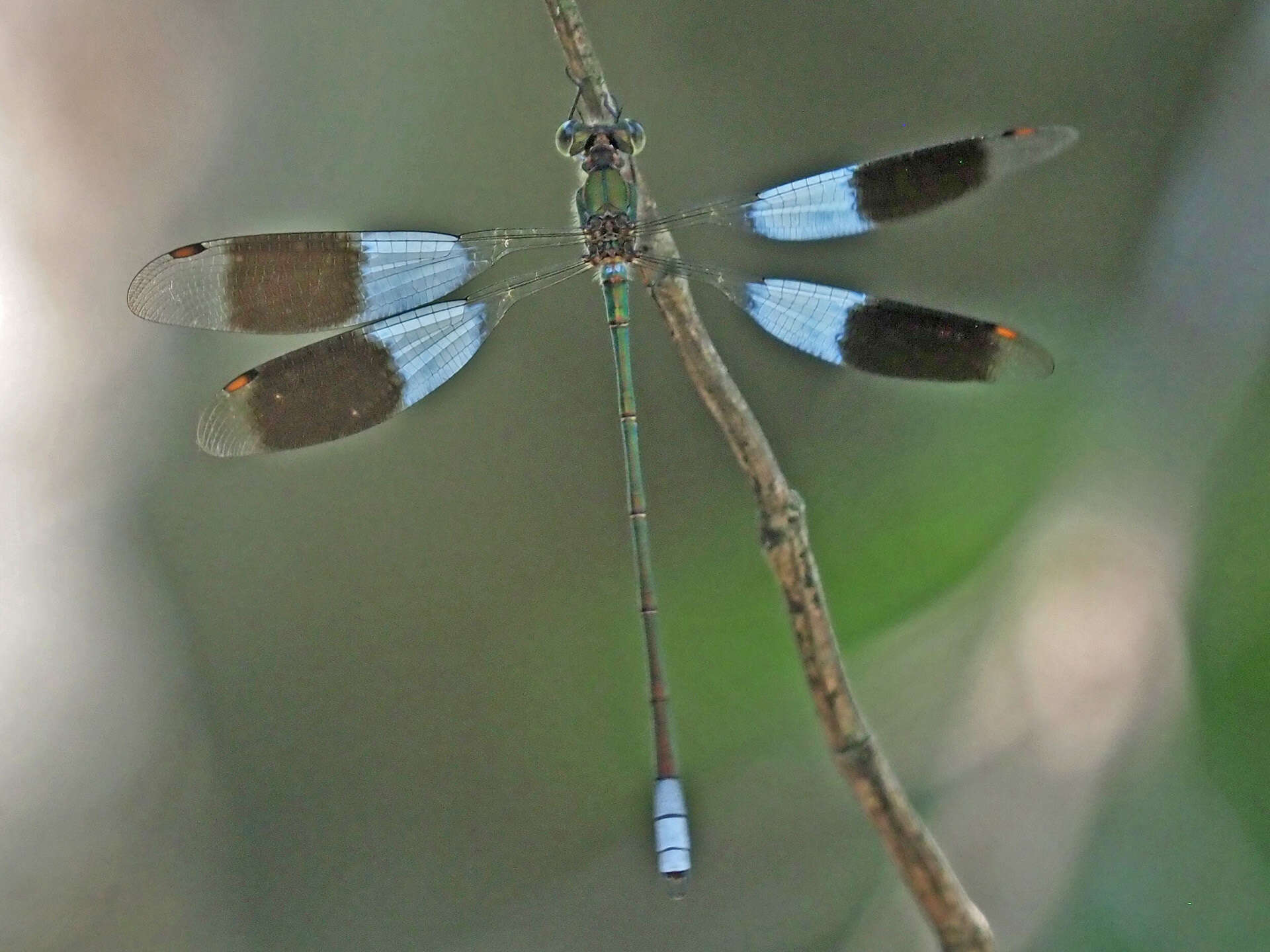 Image of Mountain Malachite