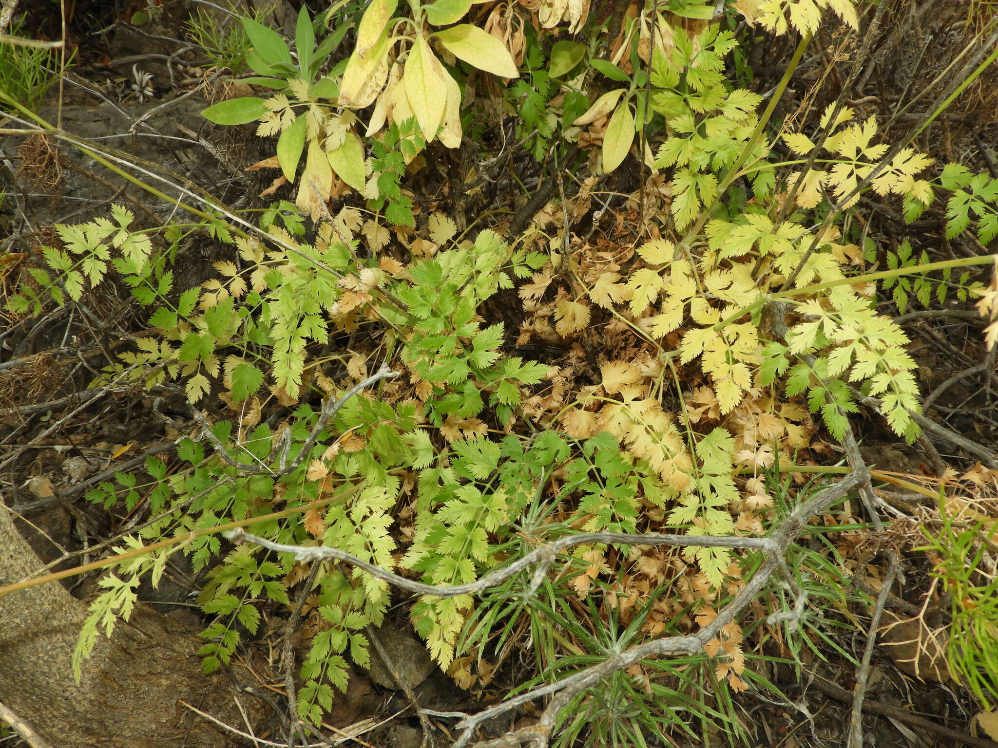 Image of Pimpinella dendroselinum Webb & Berth.