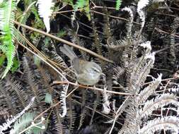 Image of Aberrant Bush Warbler