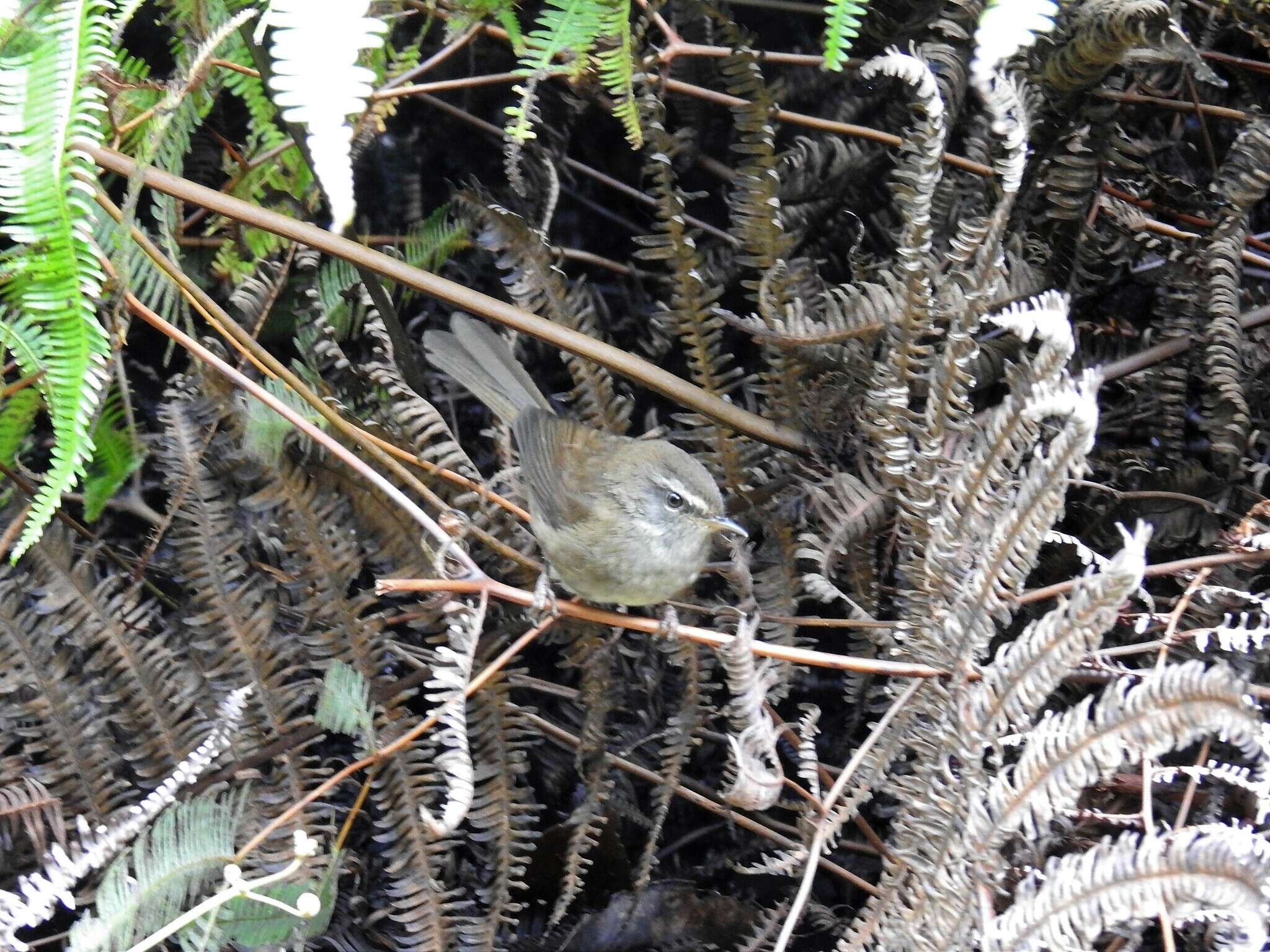 Image of Aberrant Bush Warbler