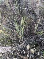 Image of narrowleaf marsh elder