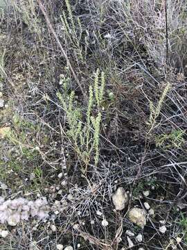 Image of Pensacola marsh elder