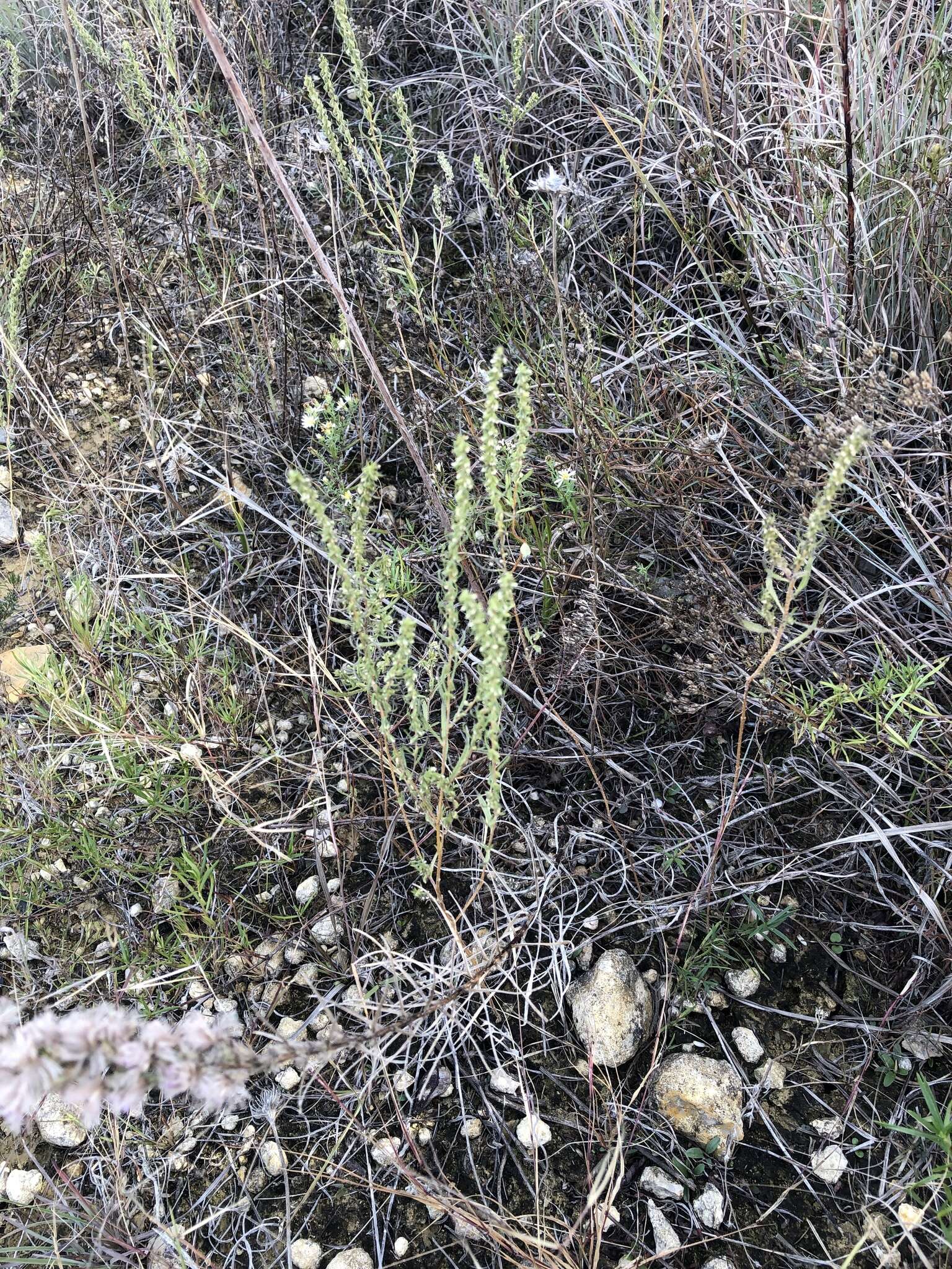 Image of narrowleaf marsh elder