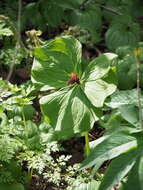 Image of Trillium apetalon Makino