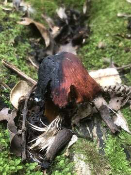Image of Heimiomyces velutipes (G. Stev.) J. A. Cooper 2014