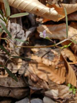 Imagem de Vicia minutiflora D. Dietr.