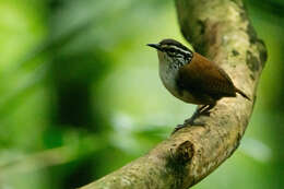 Image of White-breasted Wood Wren