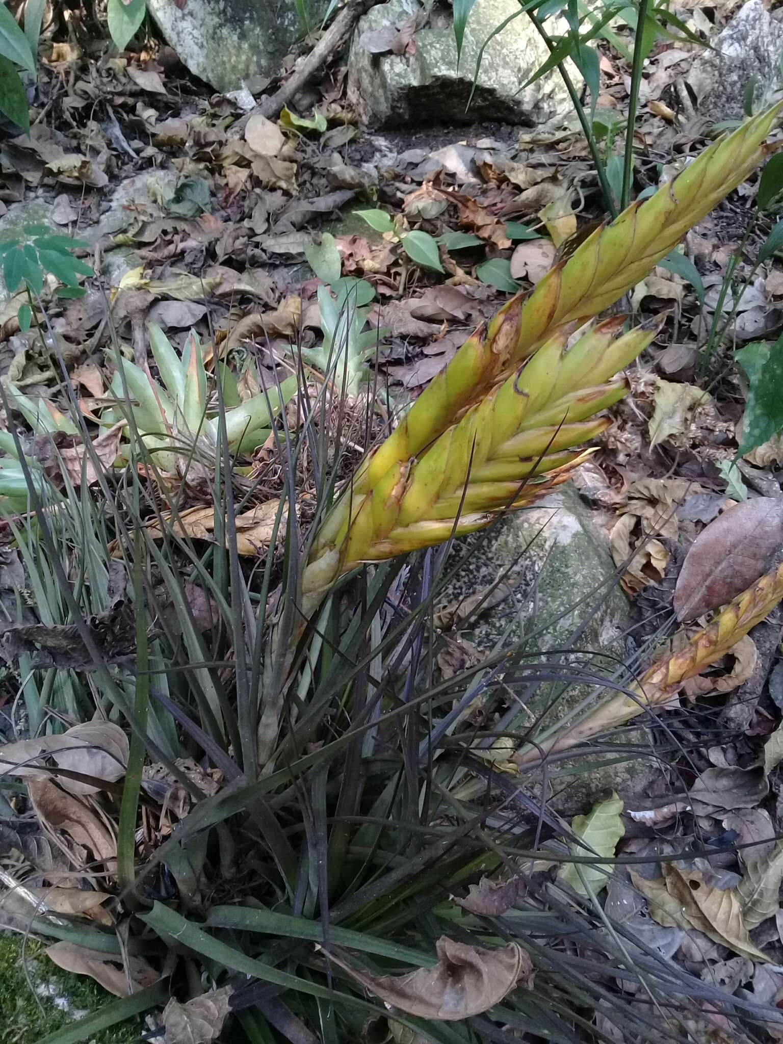 Image of Tillandsia flavobracteata Matuda