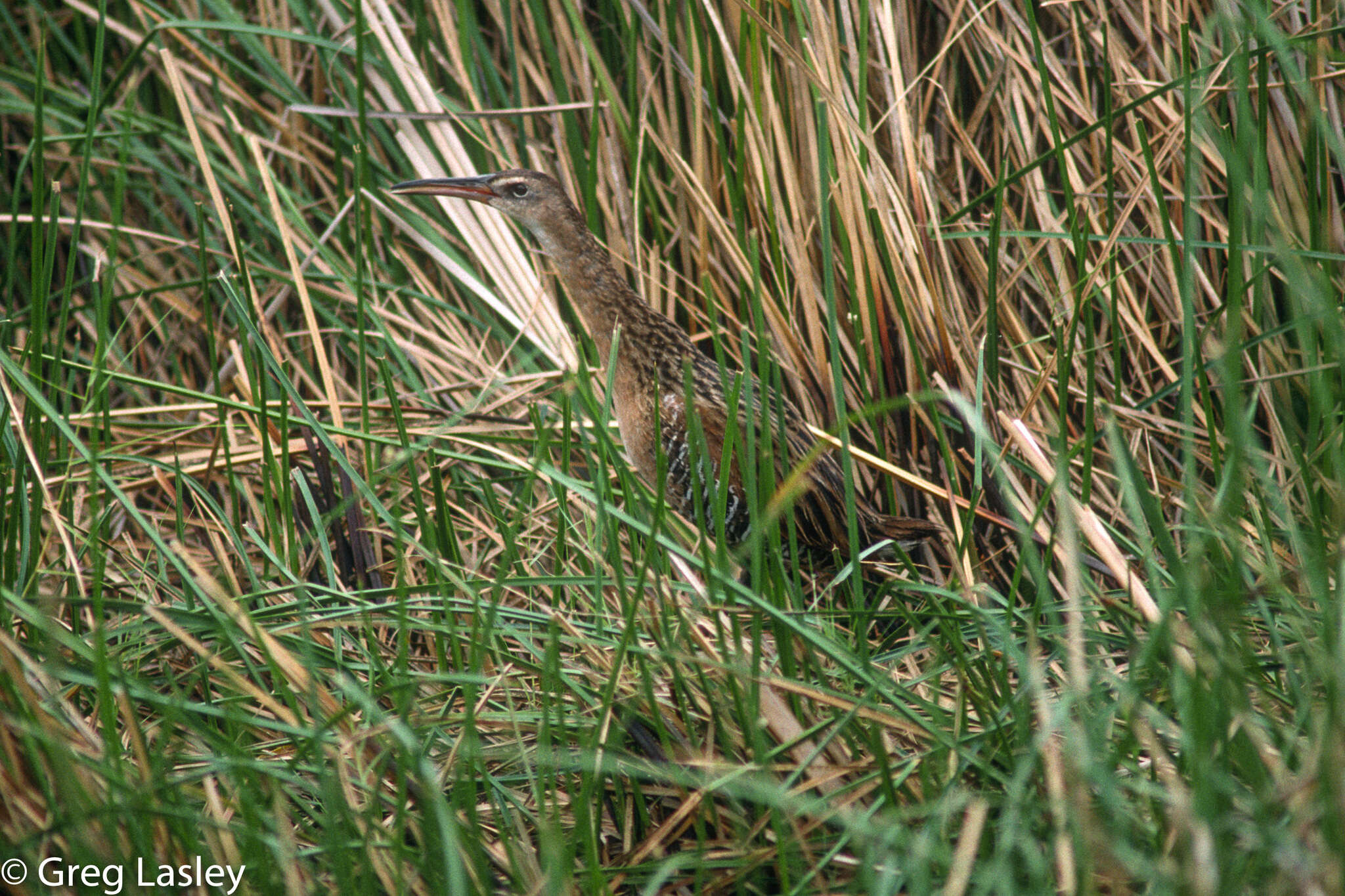 Image of King Rail