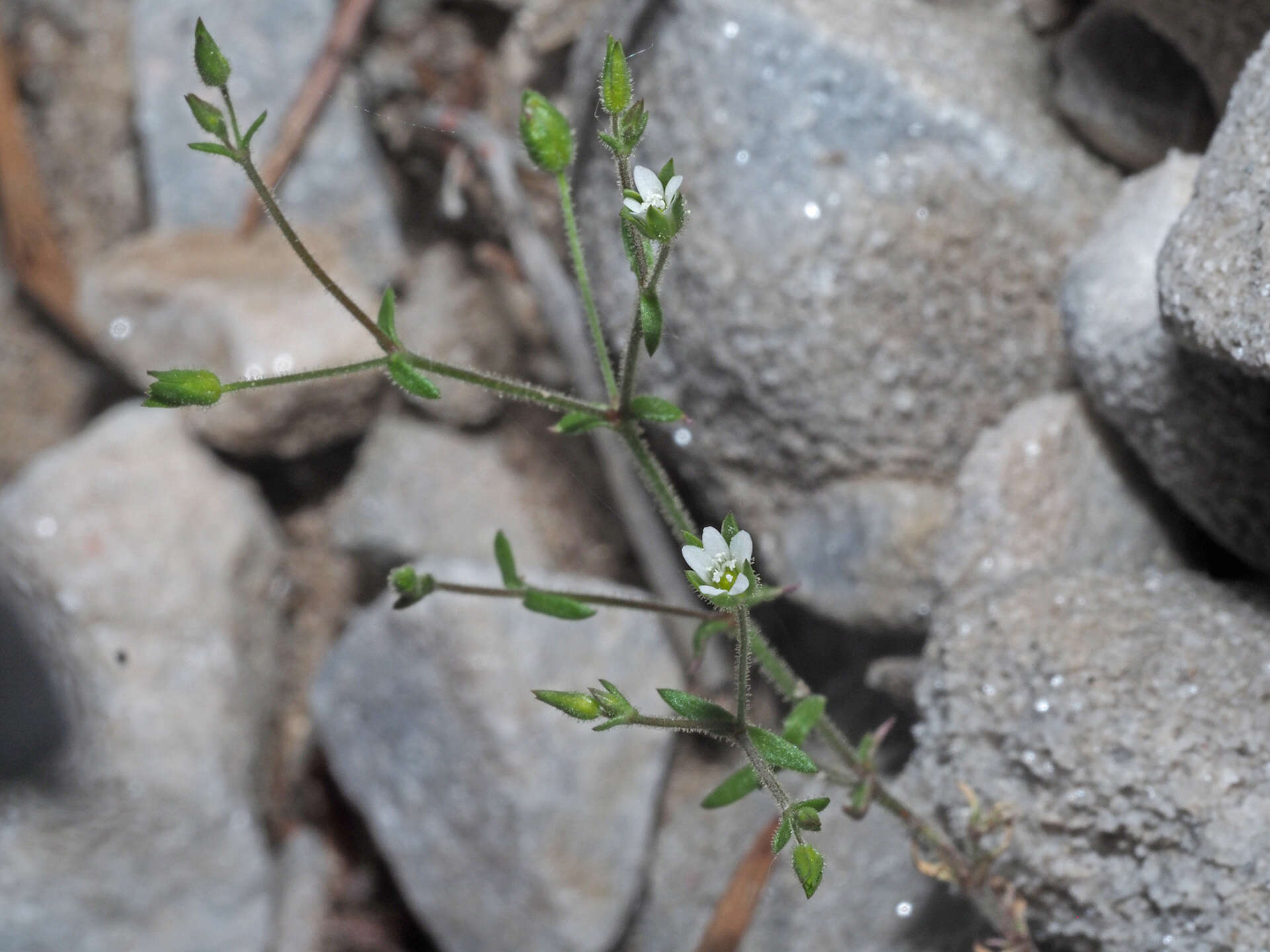 Image of Arenaria modesta Dufour