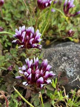 Trifolium variegatum Torr. & A. Gray的圖片