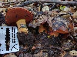 Image of Liver Bolete