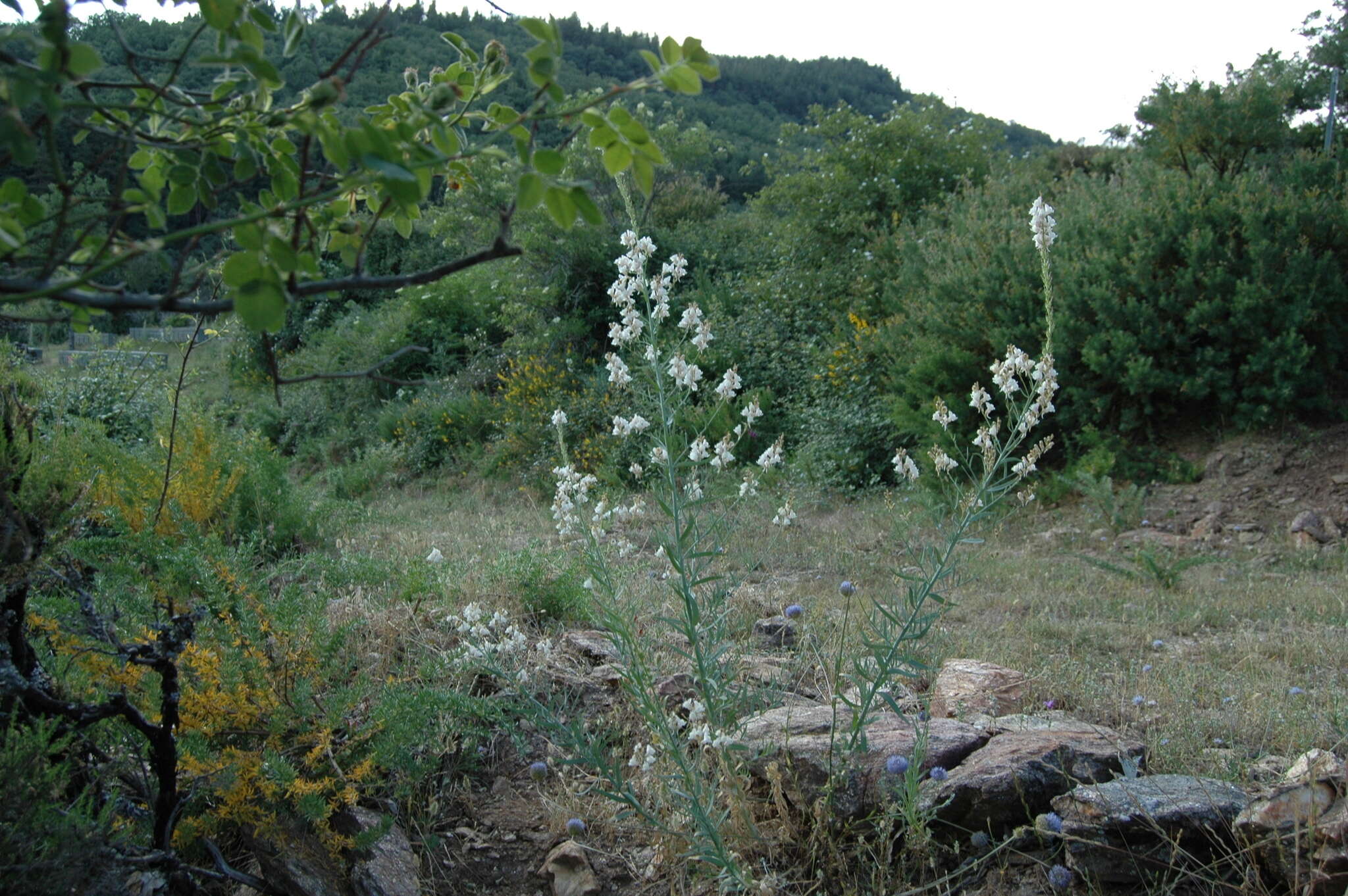 Image of Linaria nivea Boiss. & Reuter