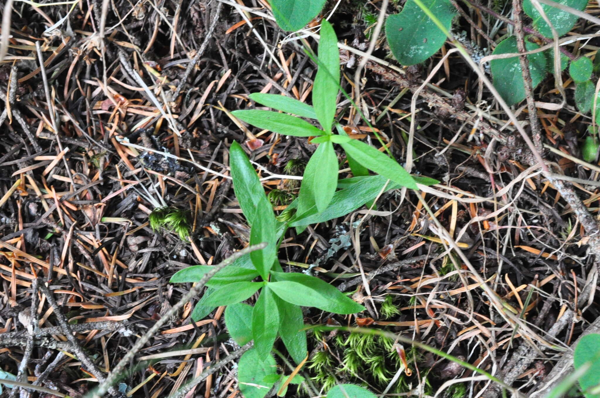 Plancia ëd Moehringia macrophylla (Hook.) Fenzl