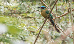 Image of Momotus aequatorialis aequatorialis Gould 1858