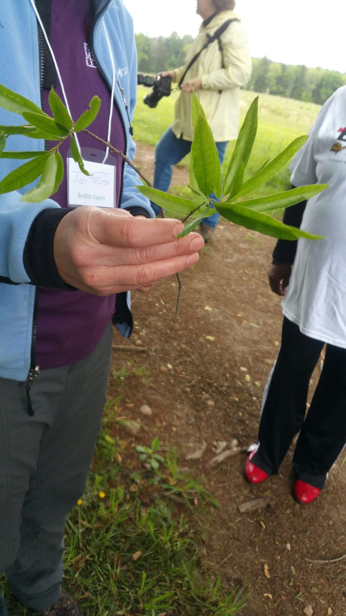 Söğüt meşesi resmi