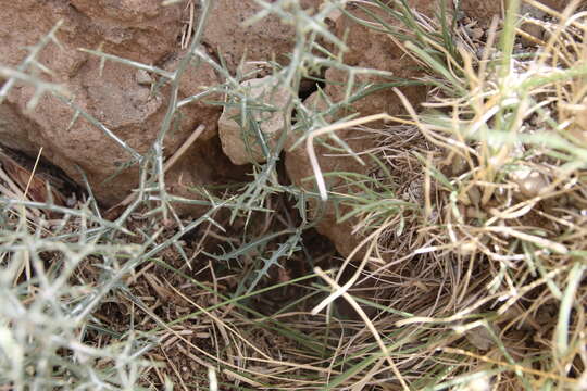 Image of Lactuca orientalis (Boiss.) Boiss.