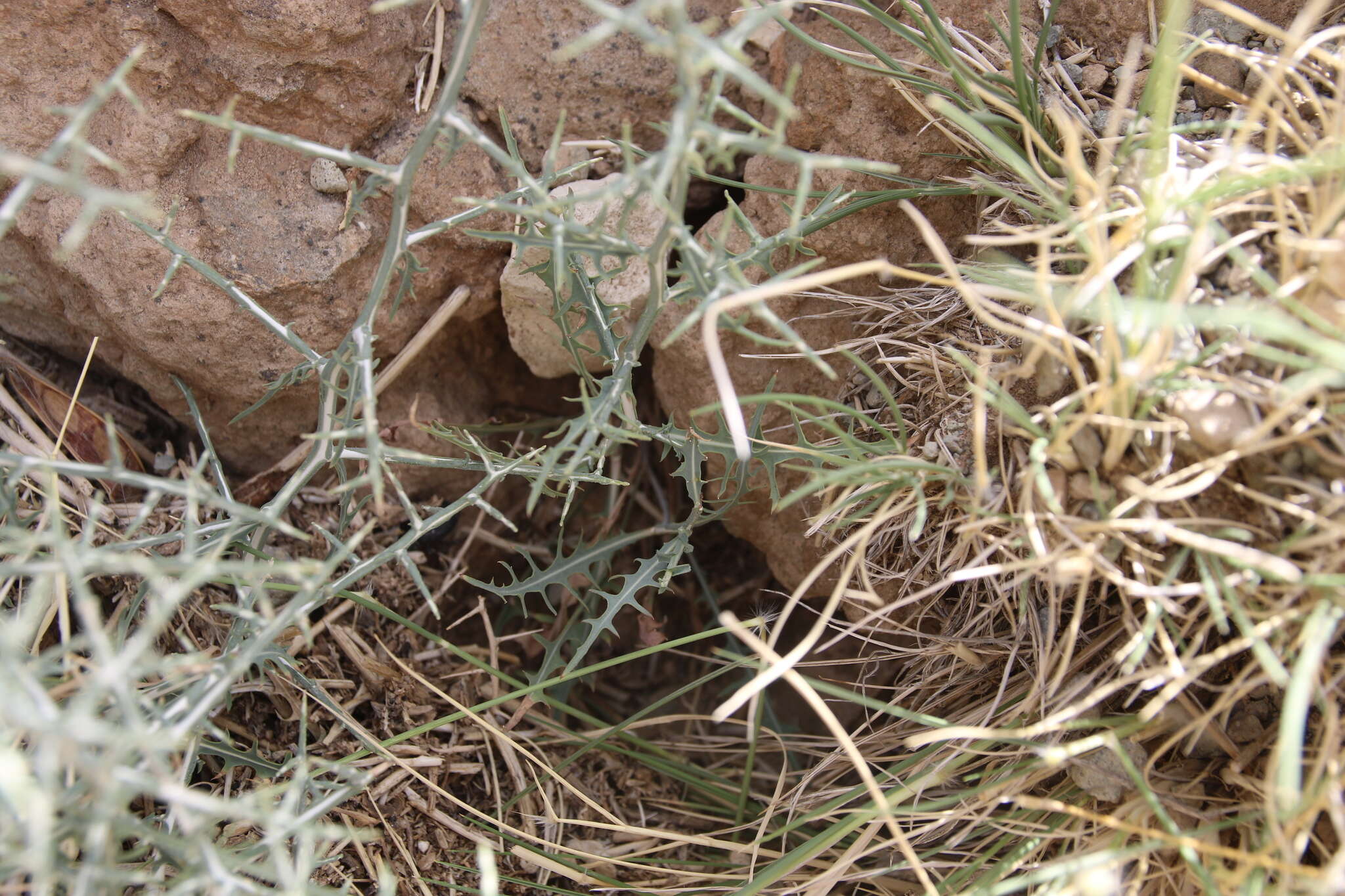 Image of Lactuca orientalis (Boiss.) Boiss.