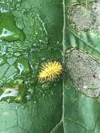 Image of Squash Lady Beetle