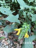 Image of Salvia japonica var. formosana Murata