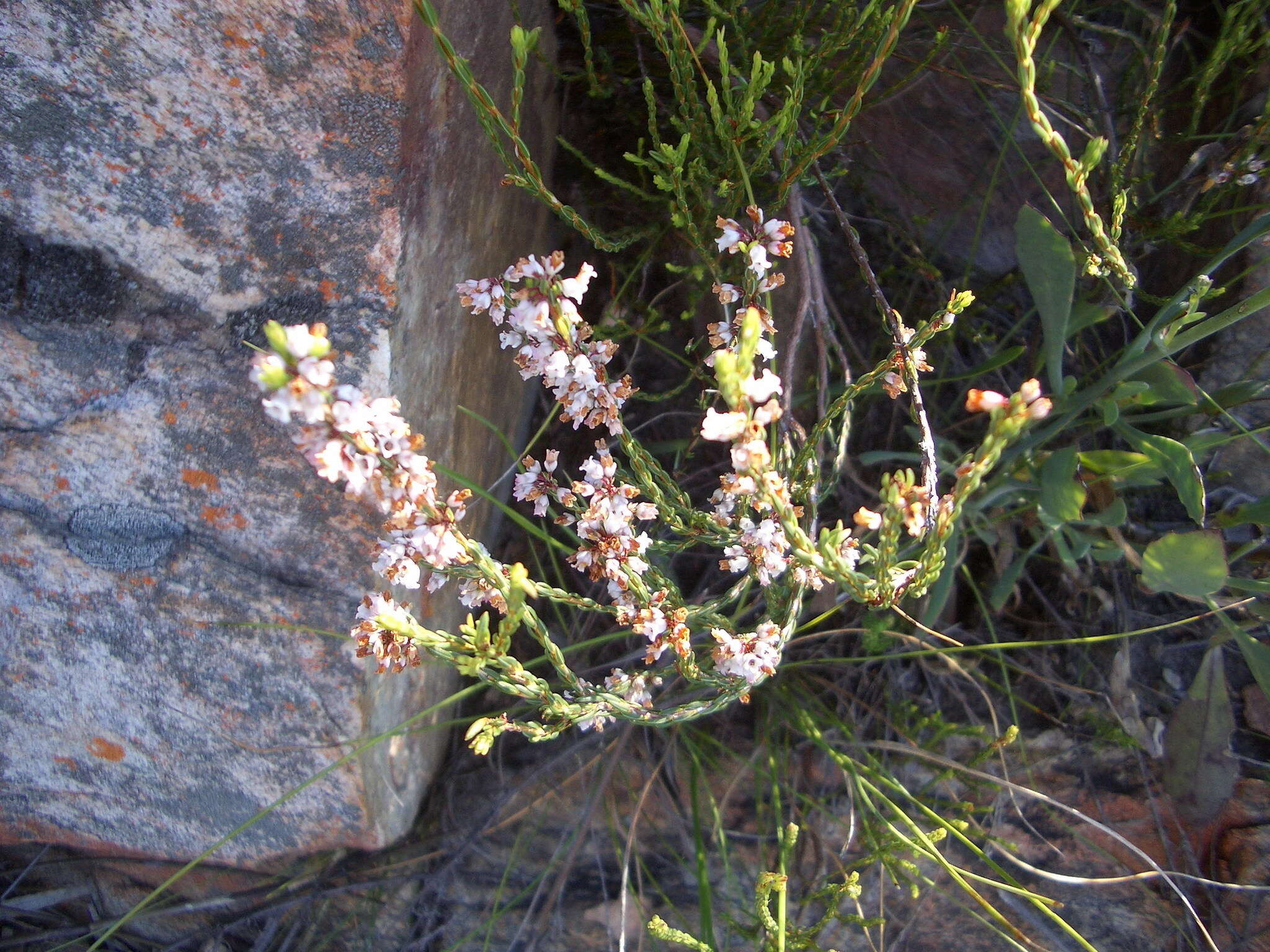 Image of Erica articularis var. articularis