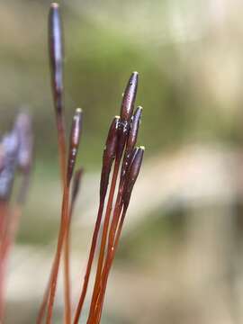 Image of Tayloria purpurascens Brotherus 1903